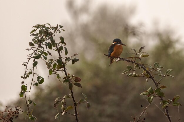 Common kingfisher (Alcedo atthis).