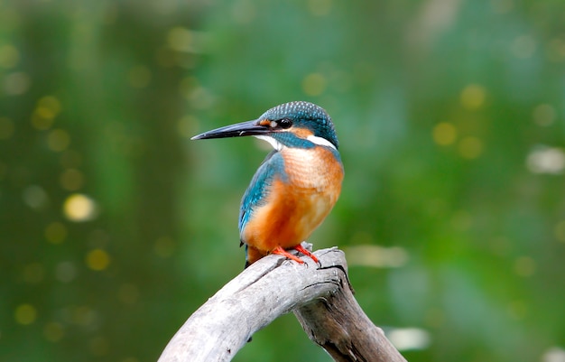 共通のカワセミAlcedo atthis