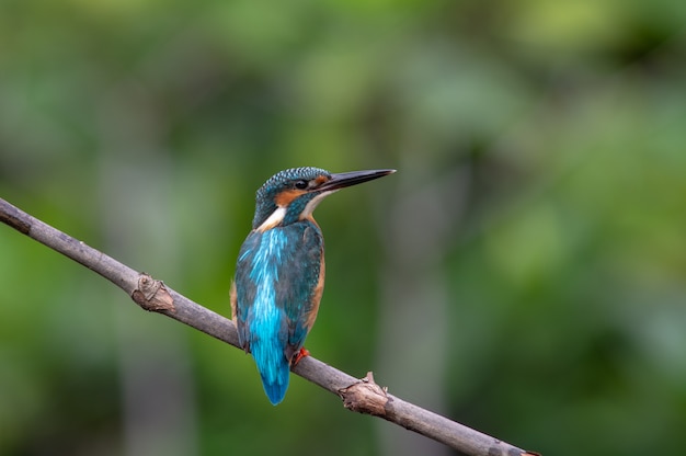 Общий Кингфишер (Alcedo atthis)