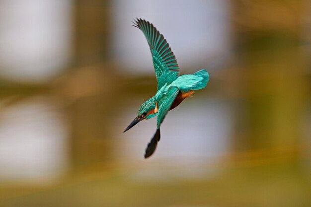 Фото Обыкновенный зимородок alcedo atthis