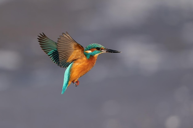 Common kingfisher Alcedo atthis