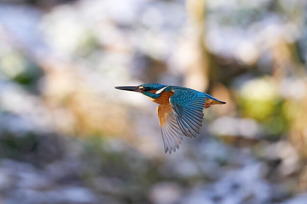 Foto common kingfisher alcedo atthis