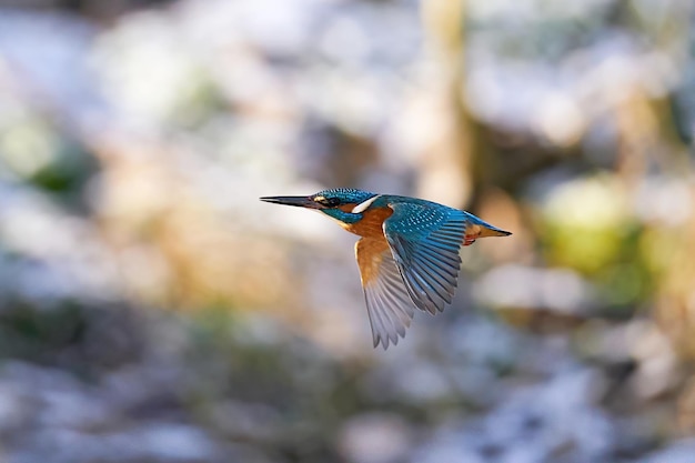 カワセミAlcedo atthis