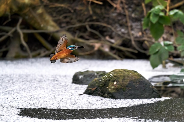 Common kingfisher Alcedo atthis