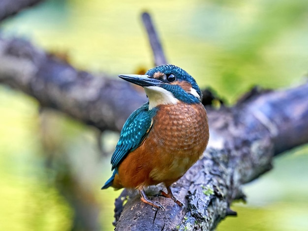 Common Kingfisher Alcedo atthis