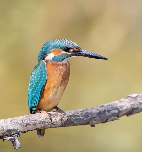 美しい平らな背景の枝に鳥が座っている一般的なカワセミ