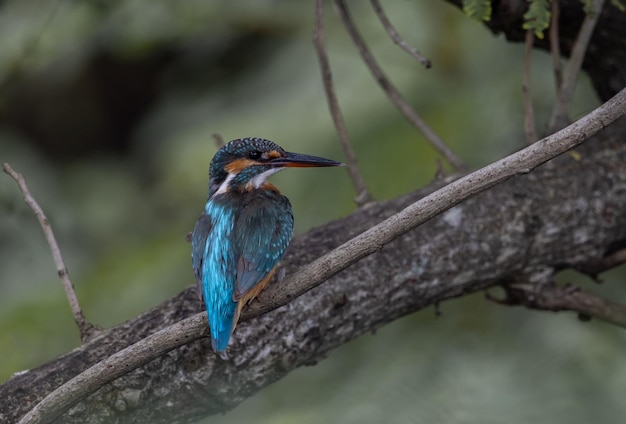 Common Kingfisher on the branch tree (Animal Portrait).