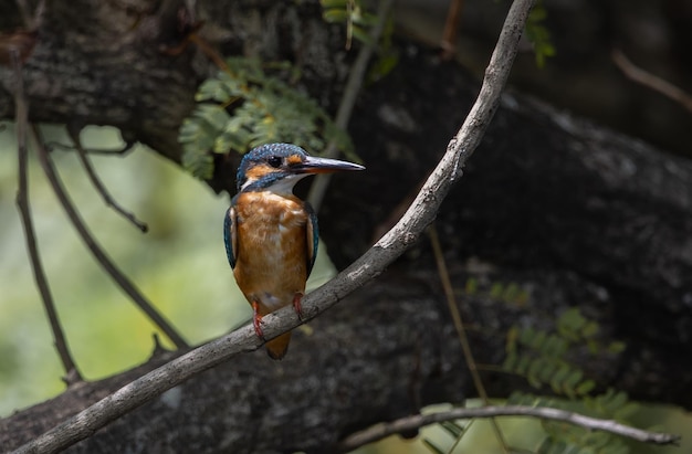 Common kingfisher on the branch tree.