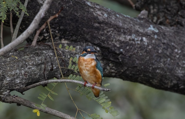 Common kingfisher on the branch tree.