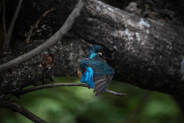 Common Kingfisher on the branch tree