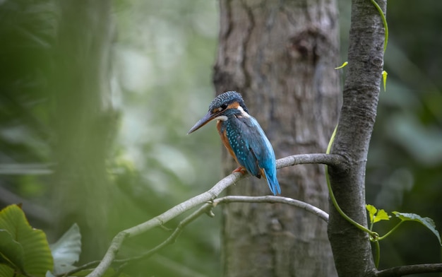 Common Kingfisher on the branch tree