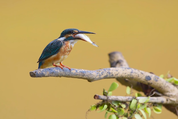 Common kingfisher eating a fish