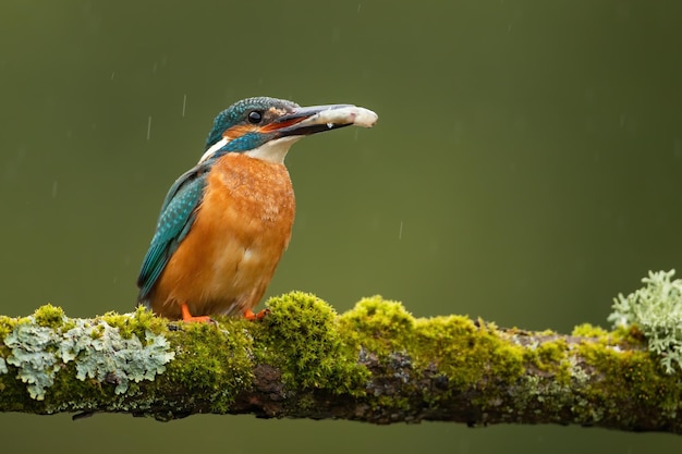 Martin pescatore comune che tiene il pesce nel becco sul ramo muschiato