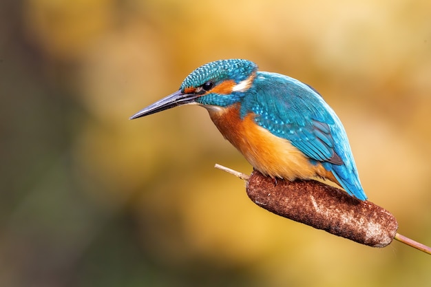 Common kingfisher hunting from cattail grass