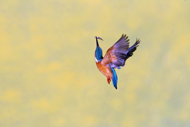 Common kingfisher male fishing in a river of a Mediterranean ecosystem with the last lights