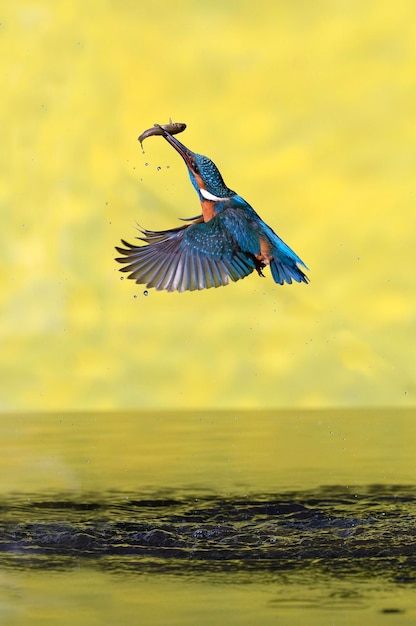 Common kingfisher male fishing in a river of a Mediterranean forest with the last lights