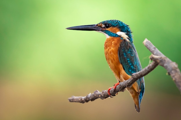 Common kingfisher perched on a branch