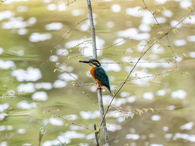 Common kingfisher perched above a pond covered in fallen cherry blossoms
