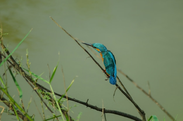 Common kingfisher perching on the branch (Alcedo atthis)