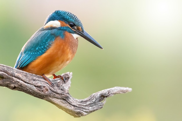 Foto il pescatore comune riposa su un albero con uno spazio per il testo