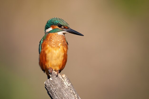 Common kingfisher sitting on branch in summer nature