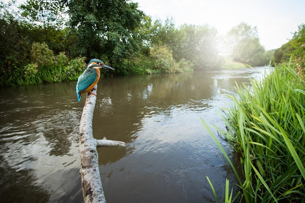 Common kingfisher sitting on branch in summer in wide angel