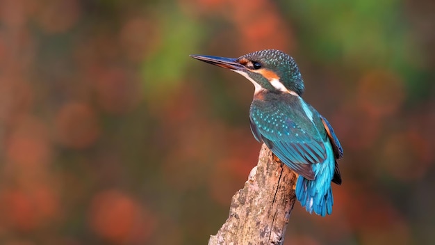 写真 夏に横から枝に座っているカワセミ