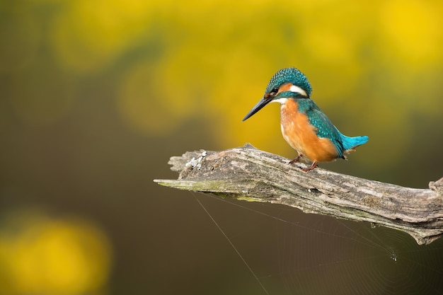 Common kingfisher sitting on wood in autumn with copy space