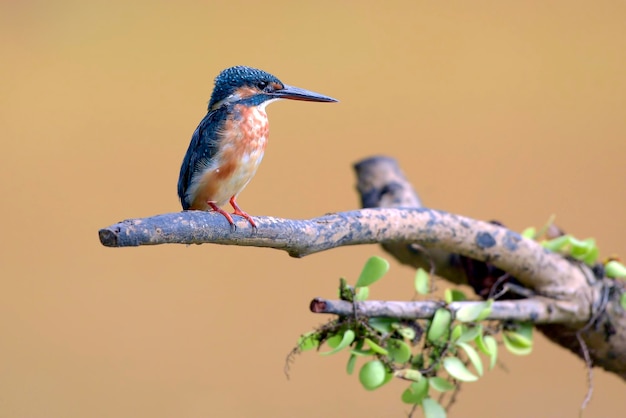 Common kingfisher on a tree