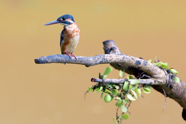 Common kingfisher on a tree