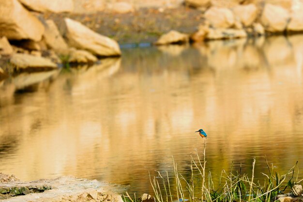 common kingfisher