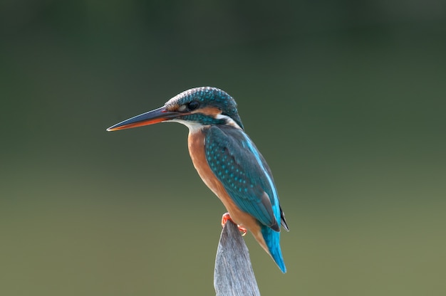 Common Kingfisher