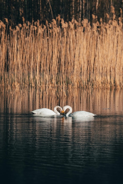 common lake wallpaper wings feathers reeds