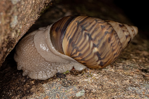 Orthalicus属の一般的なカタツムリ