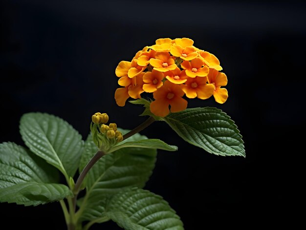 Обычный цветок Лантана в фоновом студийном сингле Обычный цвет Лантана Красивый цветок