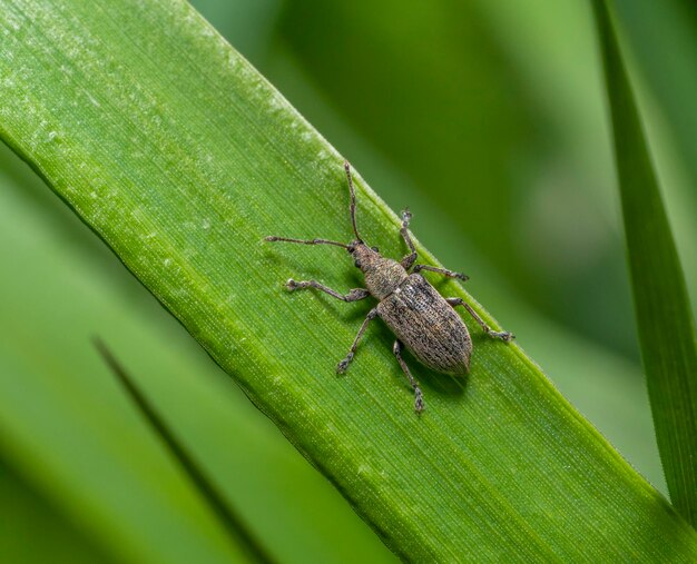 Common leaf weevil