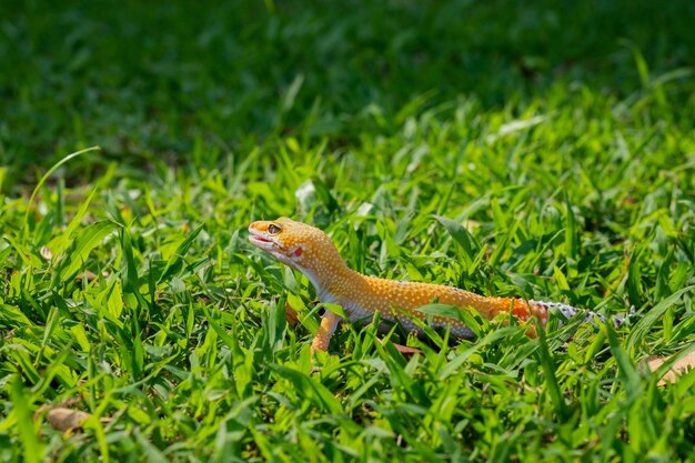 Common leopard gecko on the ground