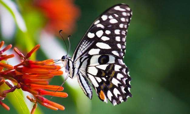 Common lime butterfly