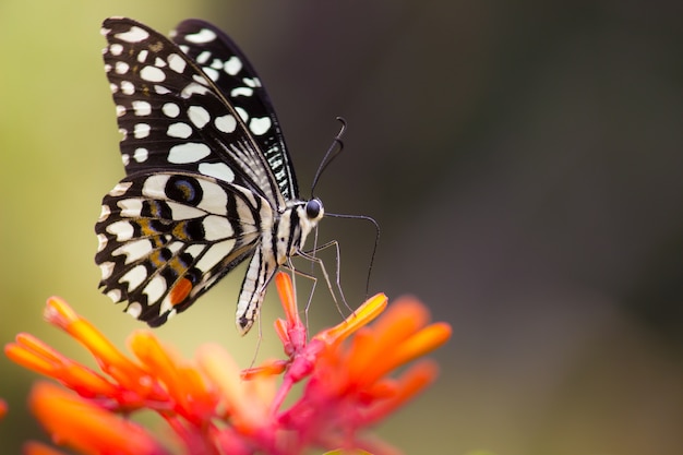 Common Lime Butterfly