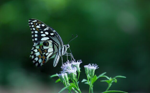 Common Lime Butterfly