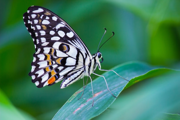 The common lime butterfly