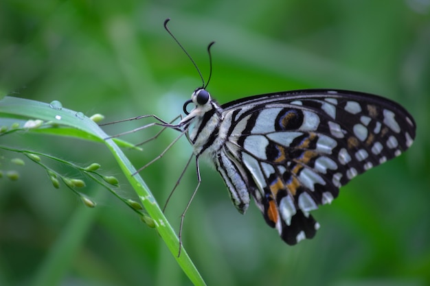 The common Lime Butterfly