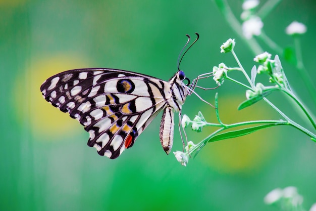 The Common Lime Butterfly