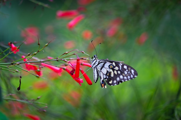 Обычная известковая бабочка