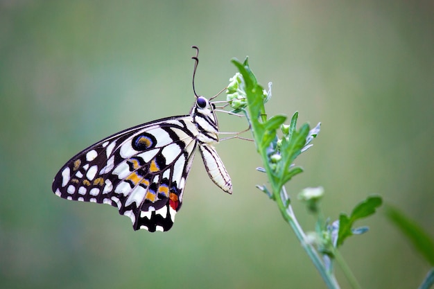 The Common Lime Butterfly