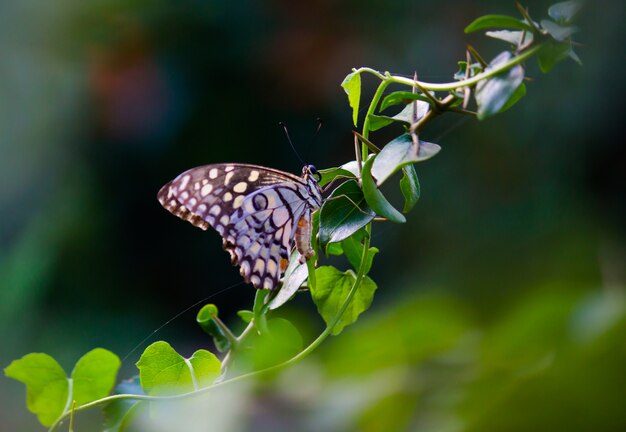 Common Lime Butterfly