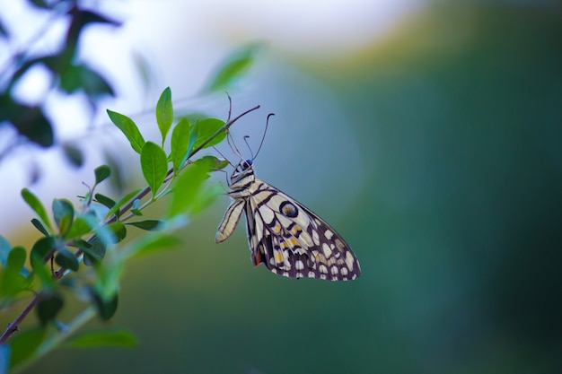 Common Lime Butterfly