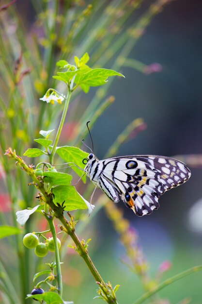 Common Lime Butterfly