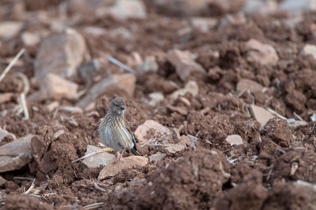 Common linnet Carduelis cannabina Malaga Spain