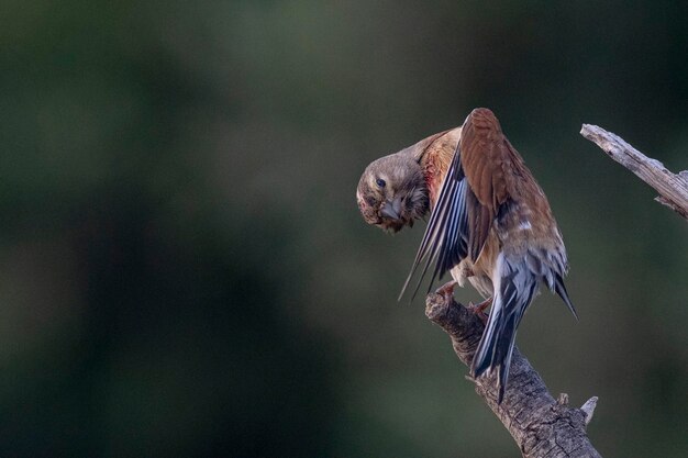 Common linnet Carduelis cannabina Malaga Spain